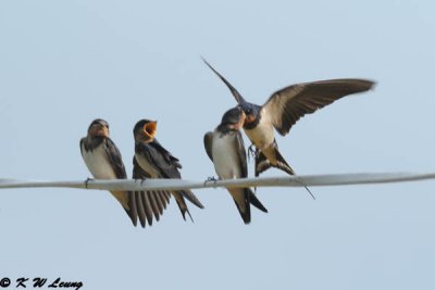 Barn Swallow (家燕)