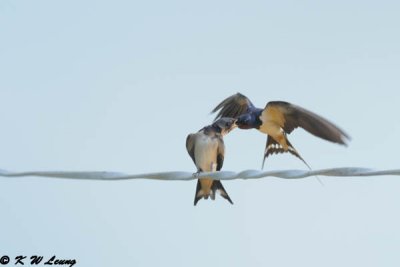 Barn Swallow DSC_7772