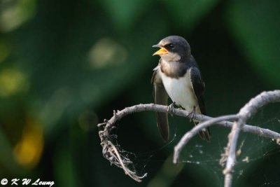 Barn Swallow DSC_7533