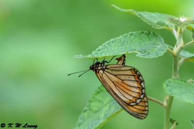 Acraea issoria DSC_8098