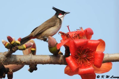 Red-whiskered Bulbul DSC_6929