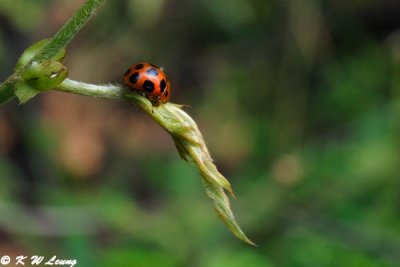 Lady Beetle DSC_8660