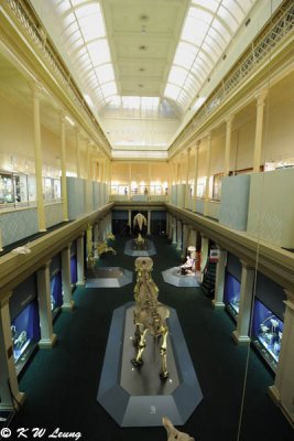 Australian Museum (DSC_4256)
