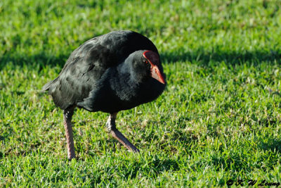 Swamphen (DSC_4432)