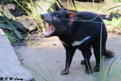 Tasmanian devil (DSC_5031)
