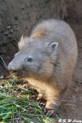 Wombat (DSC_5092)