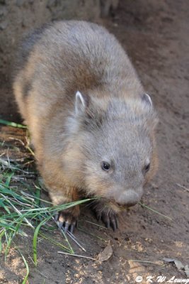 Wombat (DSC_5086)