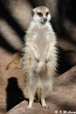 Meerkat (DSC_3828)
