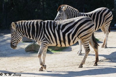 Zebra (DSC_3860)