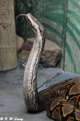 Snake (DSC_4746)