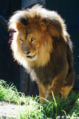 Lion (DSC_4890)