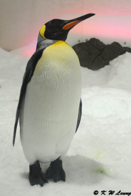 King penguin DSC_3263