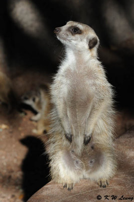 Meerkat (DSC_3833)