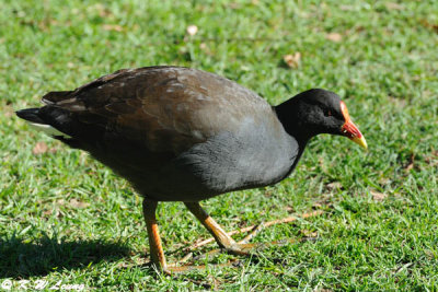 Dusky Moorhen (DSC_3768)