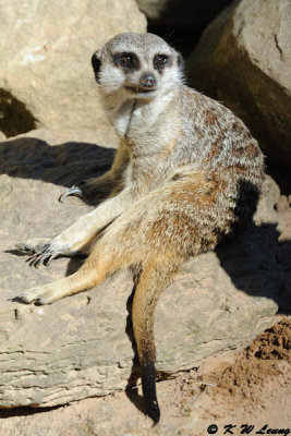 Meerkat (DSC_4848)