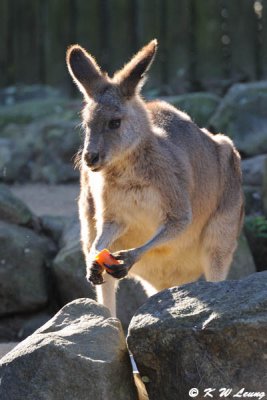 Kangaroo (DSC_5069)