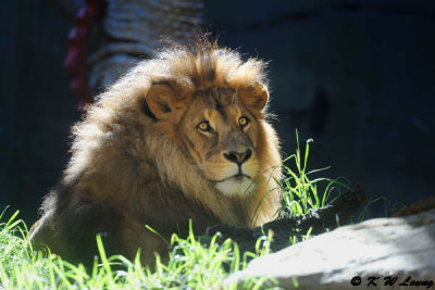 Lion (DSC_4885)
