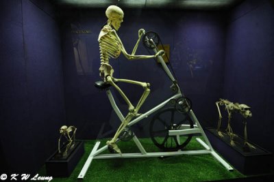 Skeleton on stationary bicycle (DSC_4128)
