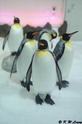 King penguin (DSC_3275)