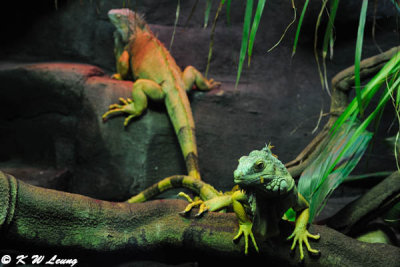 Iguana (DSC_3796)