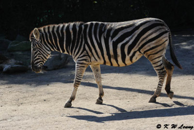 Zebra (DSC_3861)