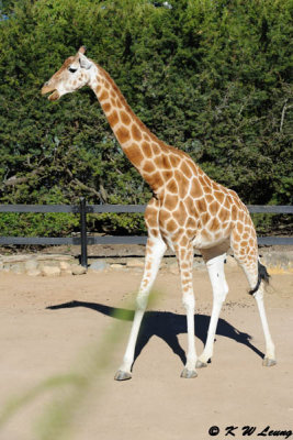 Giraffe (DSC_4812)