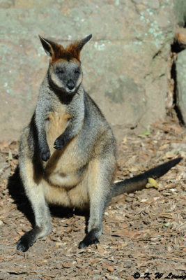 Kangaroo (DSC_5111)