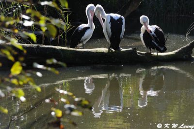 Pelicans (DSC_3952)