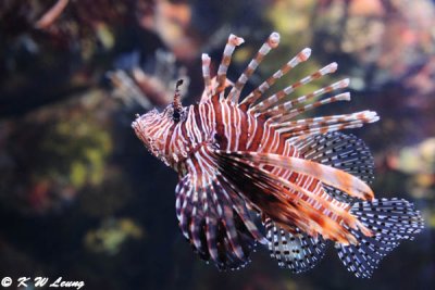 Lionfish (DSC_3290)