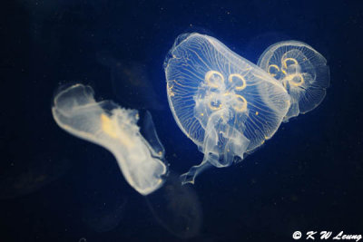 Jellyfish (DSC_3315)