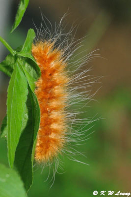 Caterpillar DSC_9377