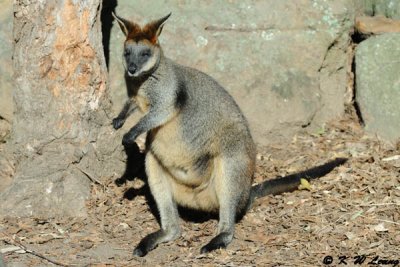 Kangaroo (DSC_5113)