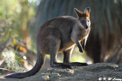 Kangaroo (DSC_5106)