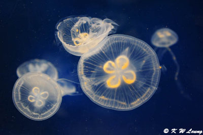Jellyfish (DSC_3308)