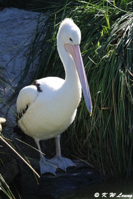 Pelican (DSC_3910)