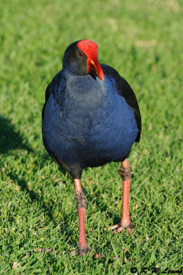 Swamphen (DSC_4412)