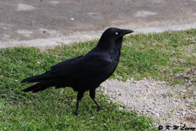 Australian raven (DSC_3621)