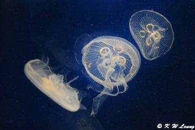 Jellyfish (DSC_3314)