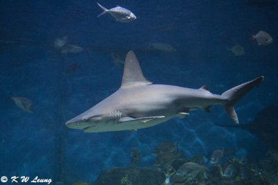 Shark (DSC_3346)