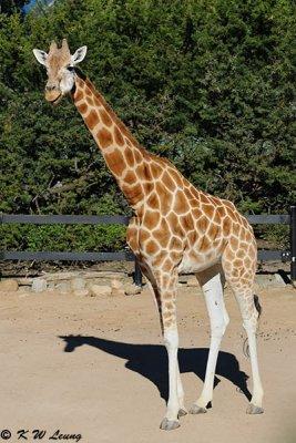 Giraffe (DSC_4814)