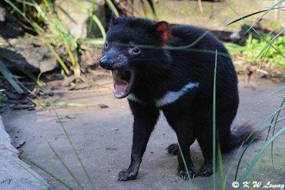 Tasmanian devil (DSC_5032)
