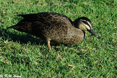 Black duck (DSC_4463)