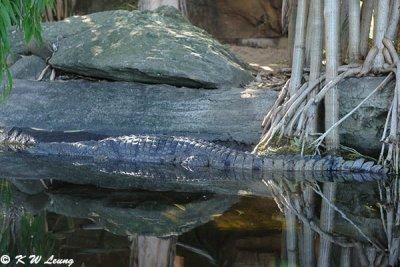 Crocodile (DSC_4723)