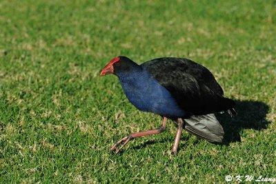 Swamphen (DSC_4433)