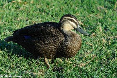 Black duck (DSC_4447)