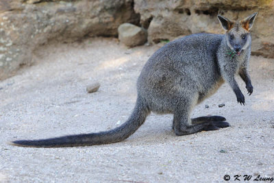 Kangaroo (DSC_5135)