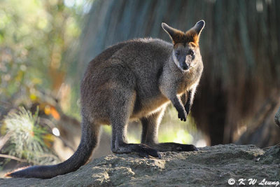 Kangaroo (DSC_5105)