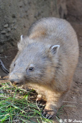 Wombat (DSC_5093)