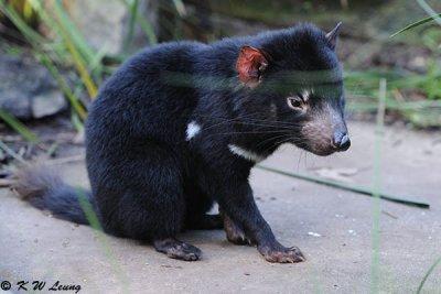Tasmanian devil (DSC_5043)