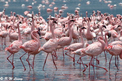 Flamingos (DSC_7970)